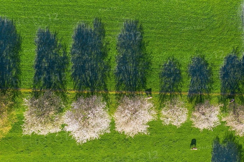 Flowering cherry trees and cows in a meadow from above