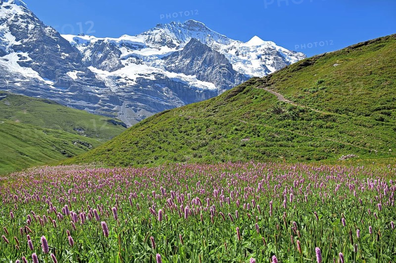 Mountain meadow with meadow knotweed on Kleine Scheidegg in front of the Jungfrau-Massif