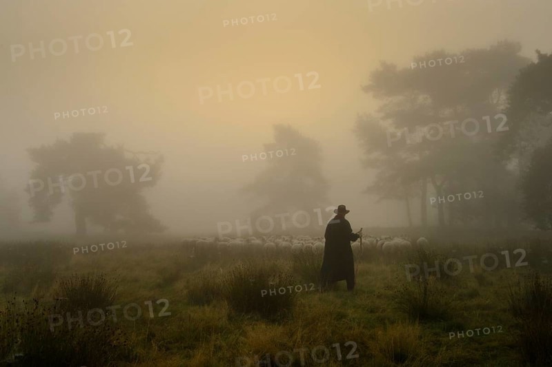 Shepherd with a flock of sheep in the heath at the Thuelsfeld dam at sunrise in the fog