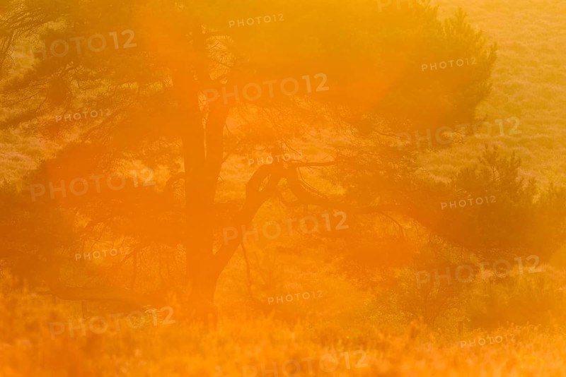 Pine in back light at sunrise in a heath landscape to blossom