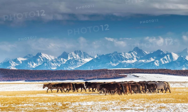 Horses in Darkhad depression and Khoridol saridag mountain range. Khuvsgul province. Mongolia
