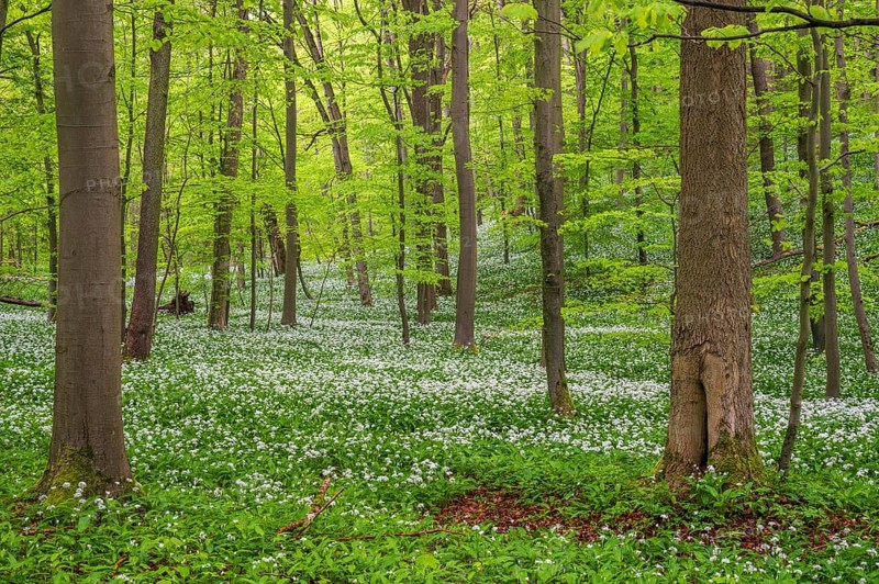 Beech forest with flowering Ramsons (Allium ursinum)