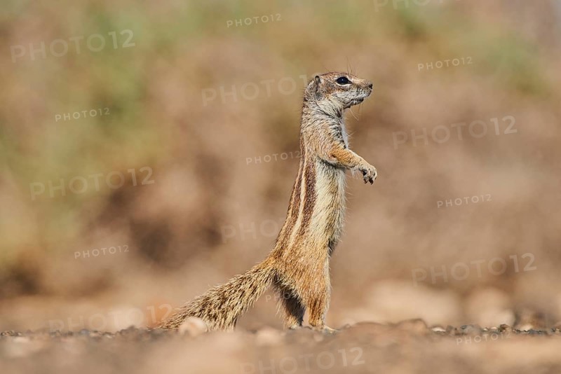 Barbary ground squirrel (Atlantoxerus getulus ) is on lookout