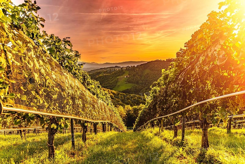 Vines on vineyard in the evening red