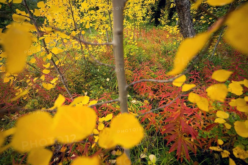 Autumn forest