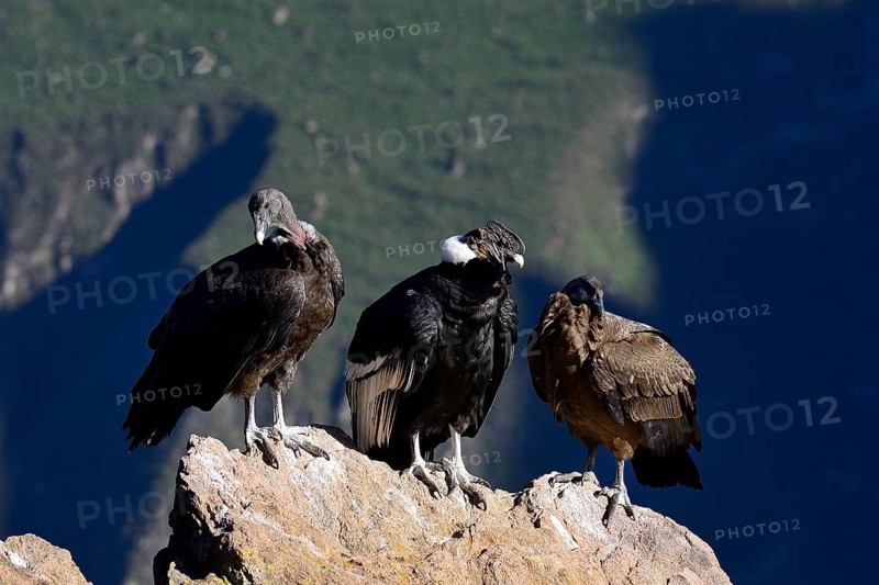 Andean condors (Vultur gryphus) sitting on a rock