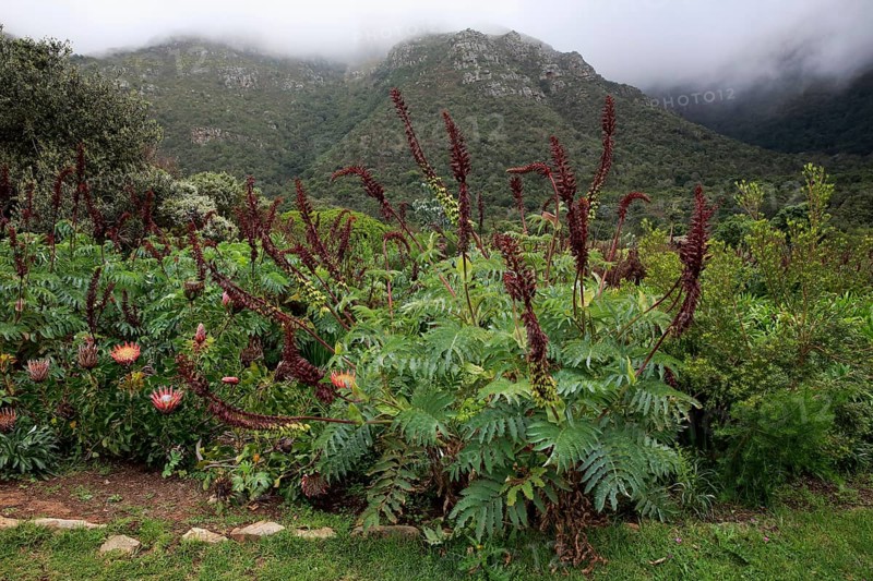 Giant honey flower (Melianthus major )