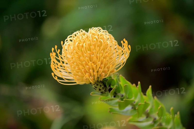Pincushion protea