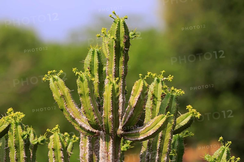 Spurge (Euphorbia pentagona )