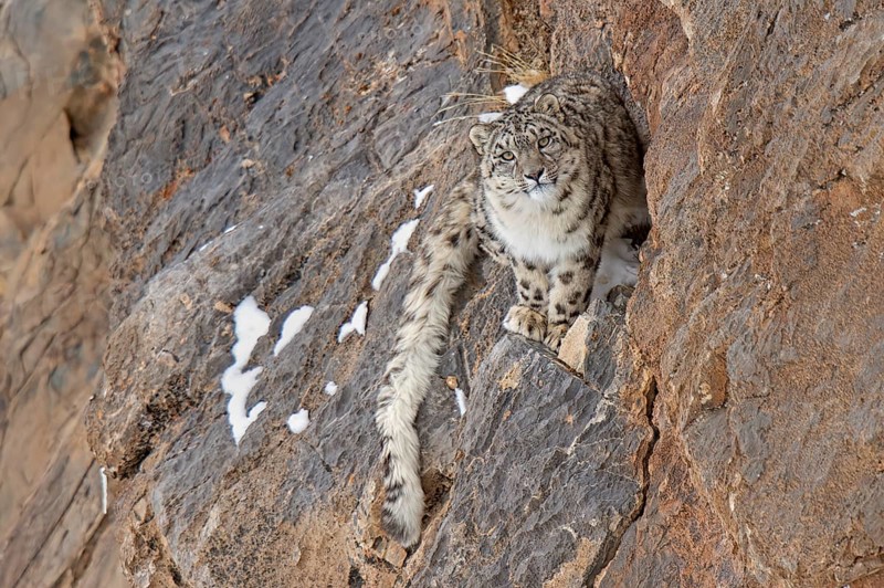 Snow leopard (Panthera uncia) on rock
