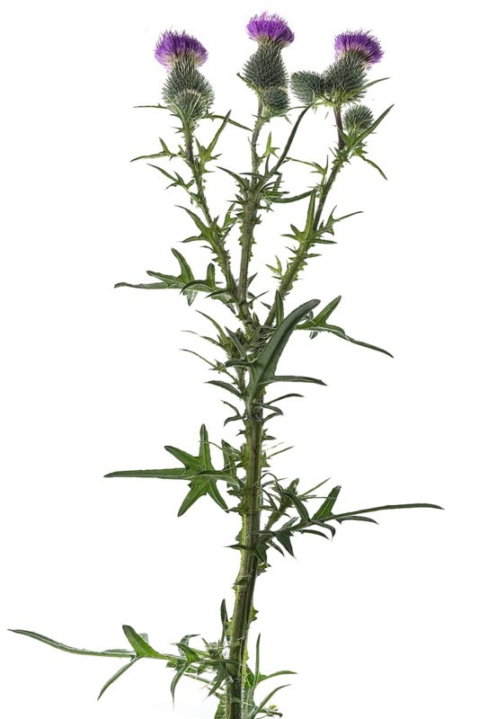 Lancet thistle (Cirsium vulgare)