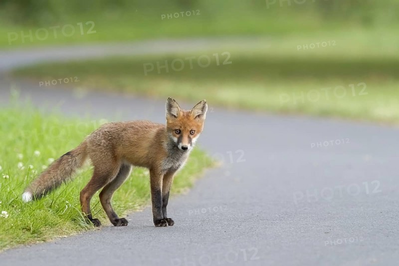 Red fox (Vulpes vulpes)