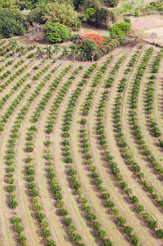 Small size Orange Plantation and Interior Atlantic Forest Aerial View