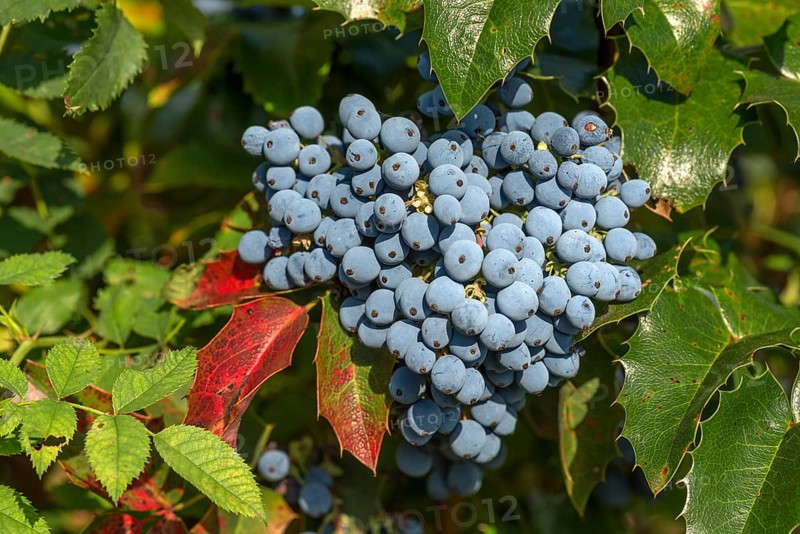 Berries of a mahonia (Mahonia aquifolium)