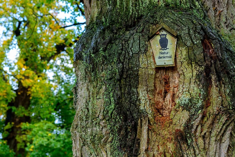 Oak in Luettenhagen in the Mueritz National Park