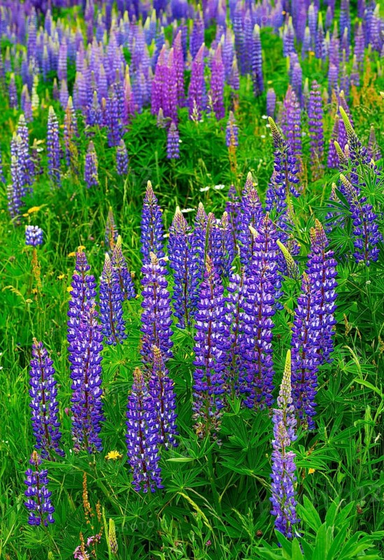 Lupines