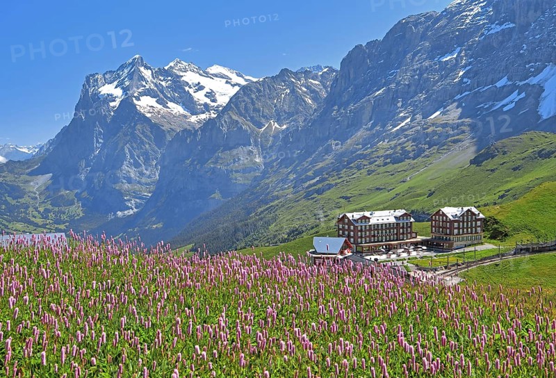 Kleine Scheidegg with Wetterhorn and mountain meadow with meadow knotweed