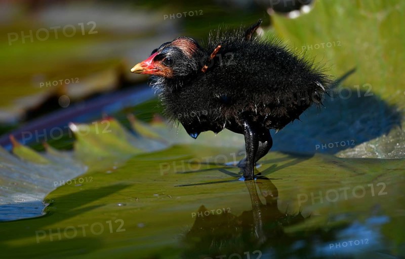 Common moorhen (Gallinula chloropus )
