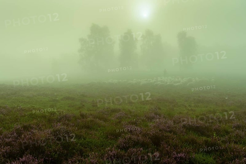 Shepherd with a flock of sheep in the heath at the Thuelsfeld dam at sunrise in the fog