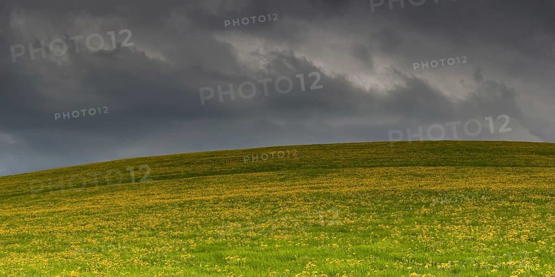 Flowering meadow (Taraxacum) with rain clouds