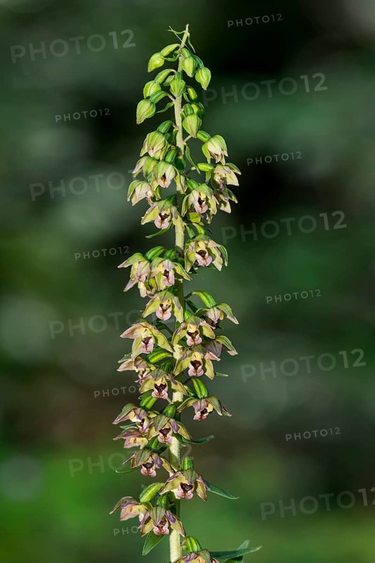 Broad-leaved helleborine (Epipactis helleborine) inflorescence