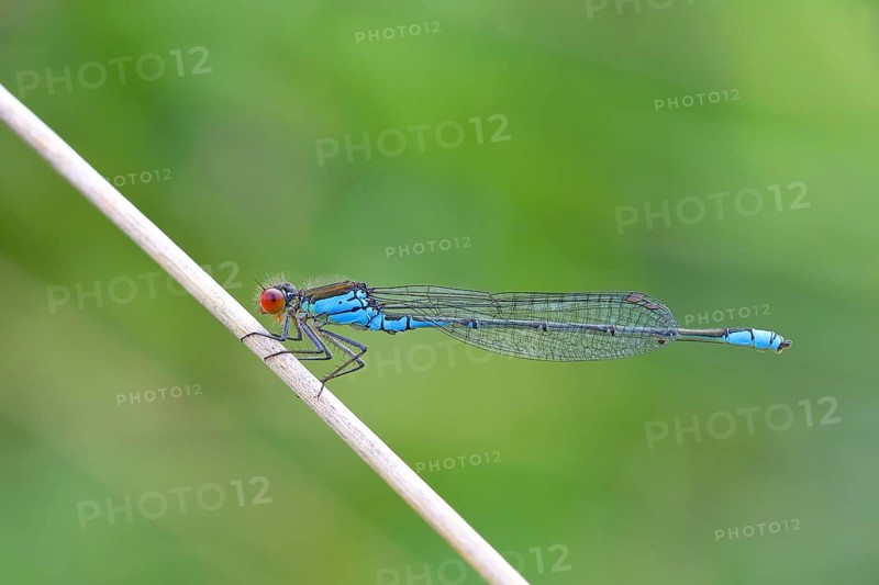Small Red-eyed Damselfly (Erythromma viridulum )