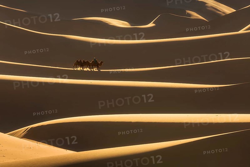 Sand waves. Camel herder with camel wandering through amazing sand dunes. Umnugobi province