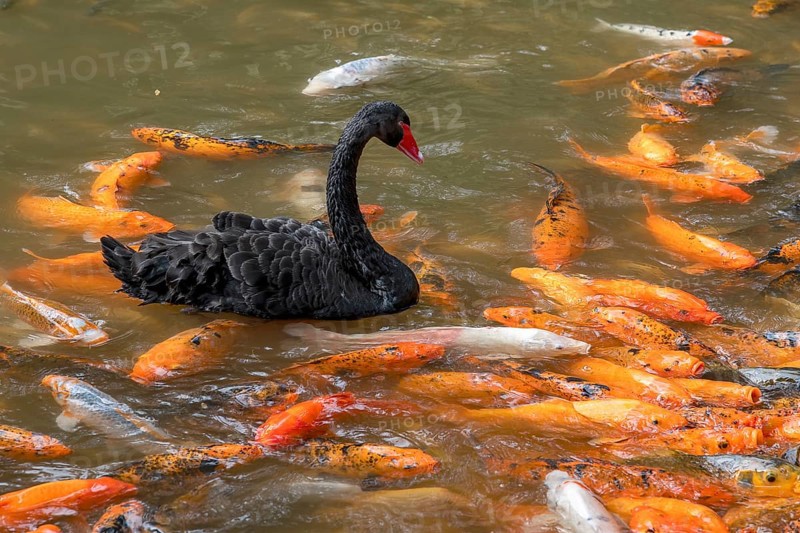 Young swan with Koi carp (Nishikigoi)