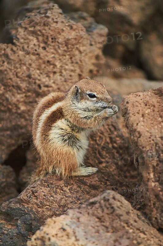 Barbary ground squirrel (Atlantoxerus getulus ) eating