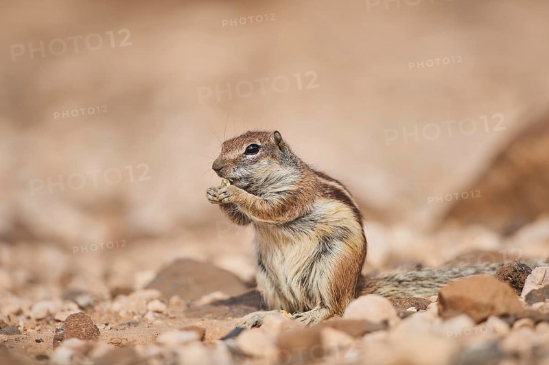 Barbary ground squirrel (Atlantoxerus getulus ) eating