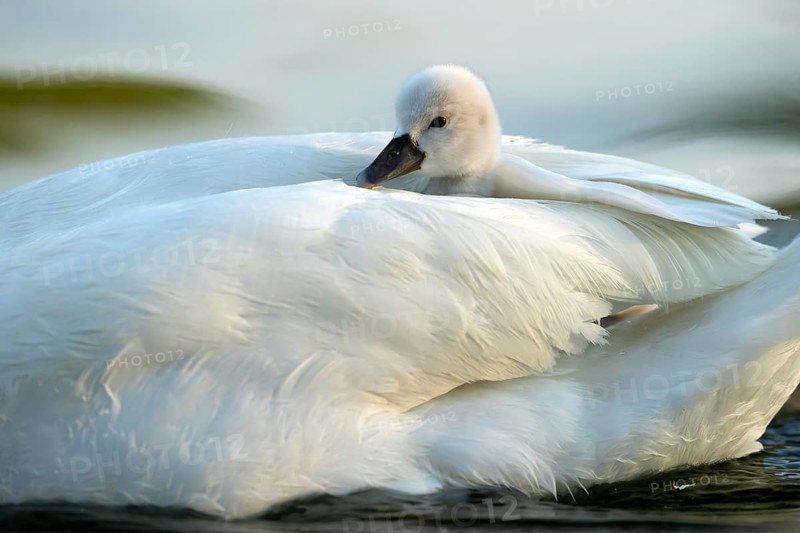 Mute swan (cygnus olor)