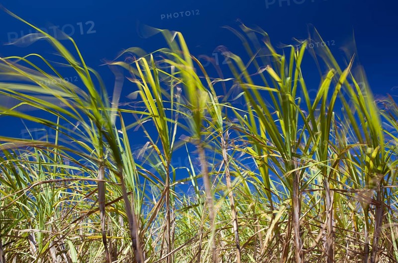 Sugar Cane Plantation