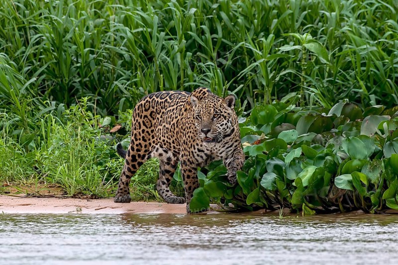 Jaguar (Panthera Onca)