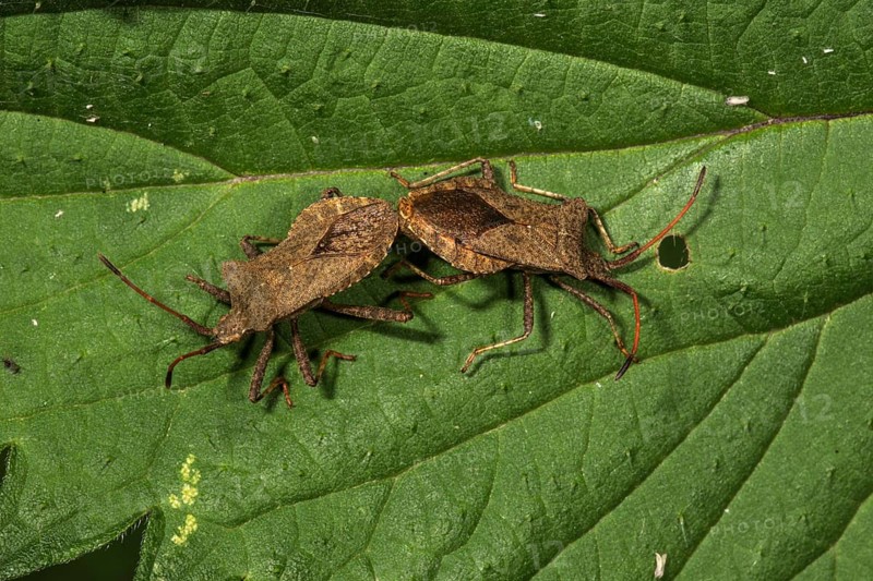 Dock bug (Coreus marginatus) animal pair