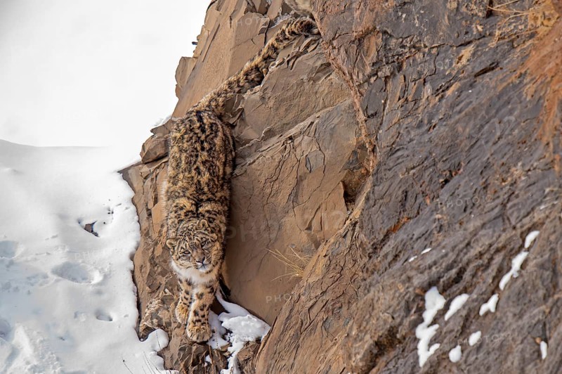 Snow leopard (Panthera uncia) on snowy rock