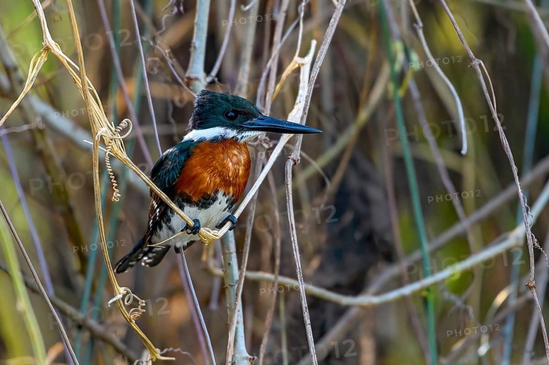 Ringed kingfisher (Megaceryle torquata)