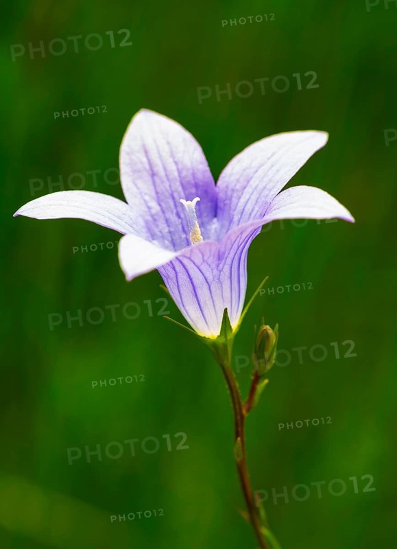 Harebell (Campanula rotundifolia)