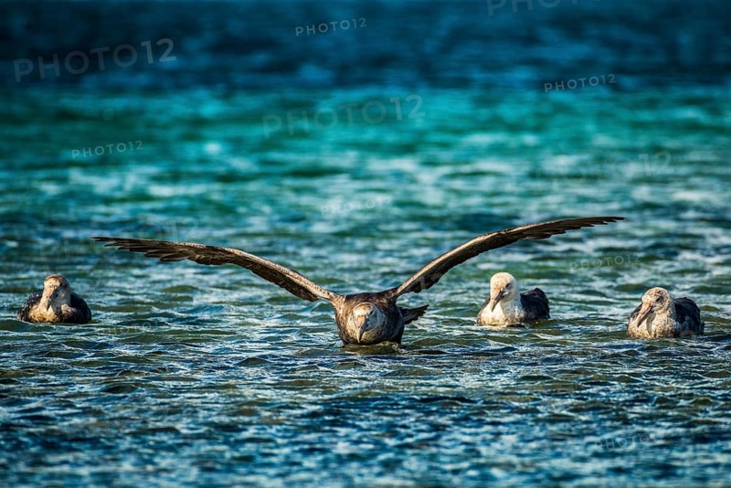 Southern giant petrel (Macronectes giganteus) lands on water