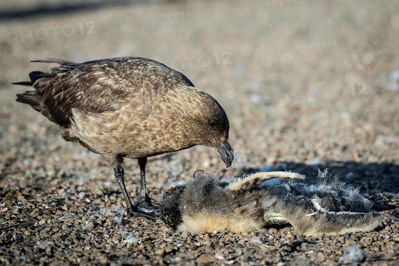Great skua (Stercorarius skua) eats at the carcass of a Gentoo penguin (Pygoscelis papua)