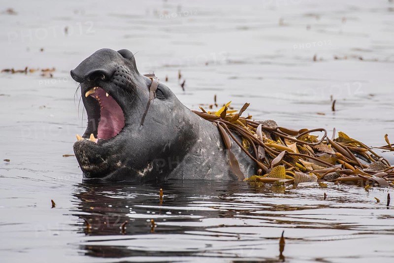 Southern elephant seal (Mirounga leonina) lies in water