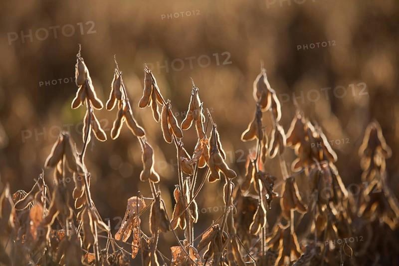 Mature Soybean ready to Harvest near Luis Eduardo Magalhaes
