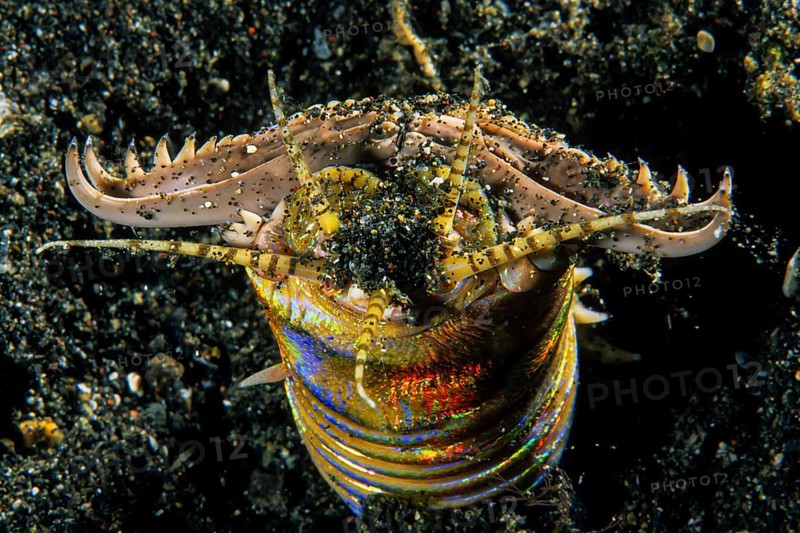 Bobbit worm