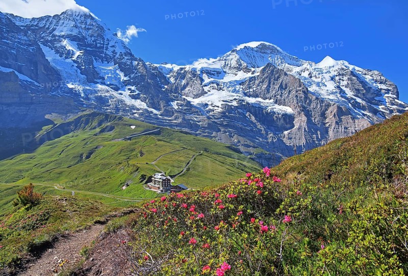 Alpine Roses on Kleine Scheidegg in front of Moench and Jungfrau massif