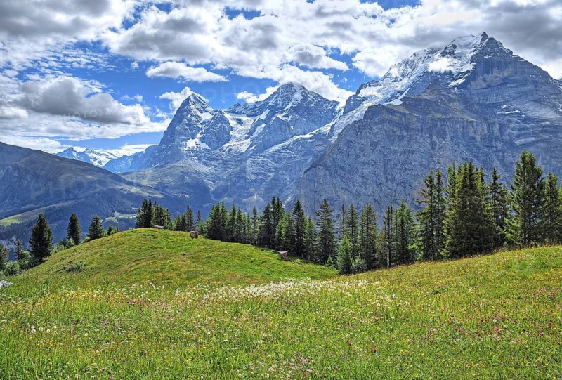 Mountain meadow in front of the triumvirate of the Eiger