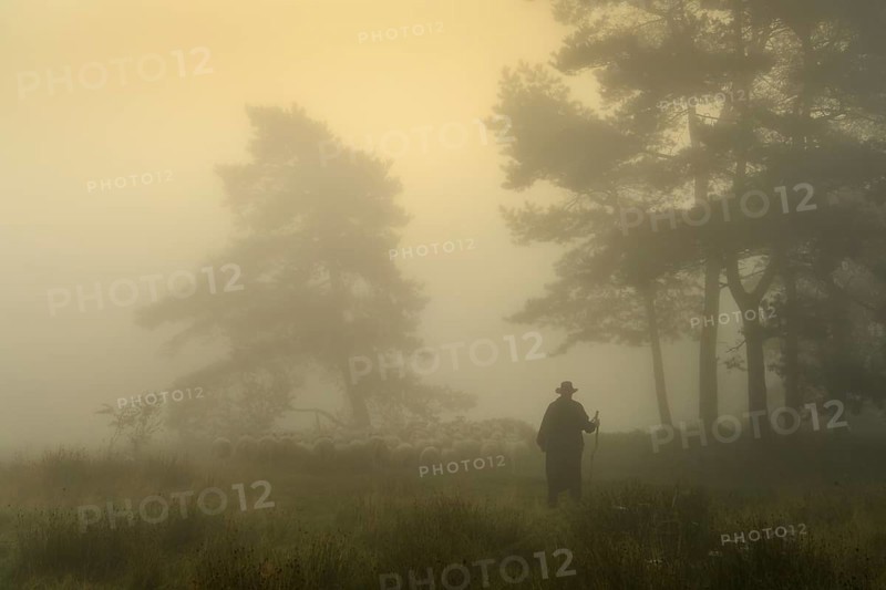 Shepherd with a flock of sheep in the heath at the Thuelsfeld dam at sunrise in the fog