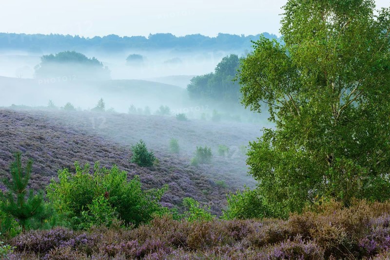 Blooming heath with fog in the valleys