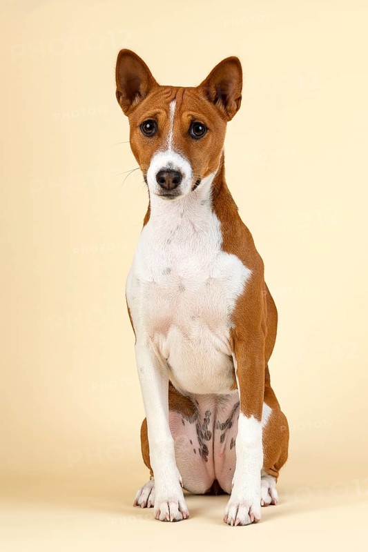 Basenji or Congo Terrier (Canis lupus familiaris)