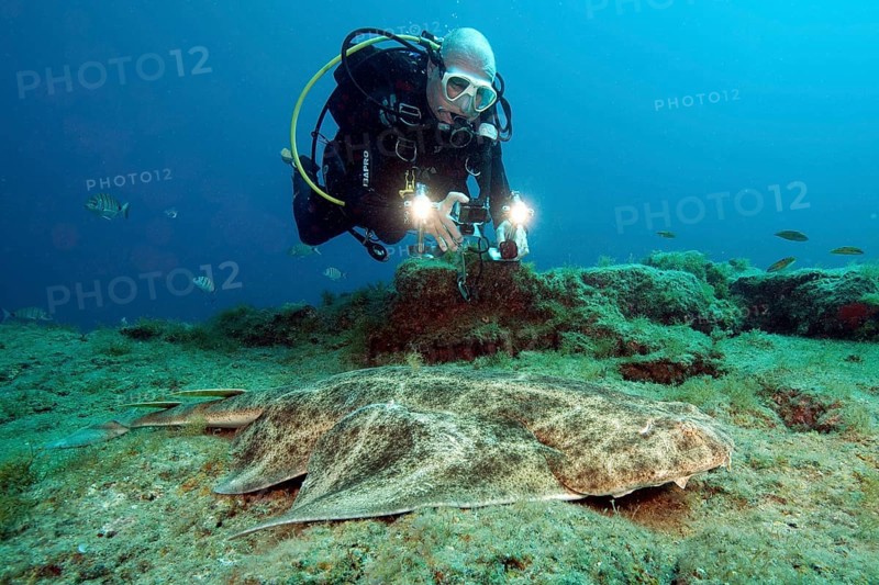 Diver and Atlantic angelshark (Squatina squatina)