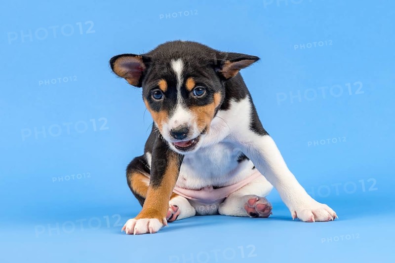 Basenji or Congo Terrier (Canis lupus familiaris)