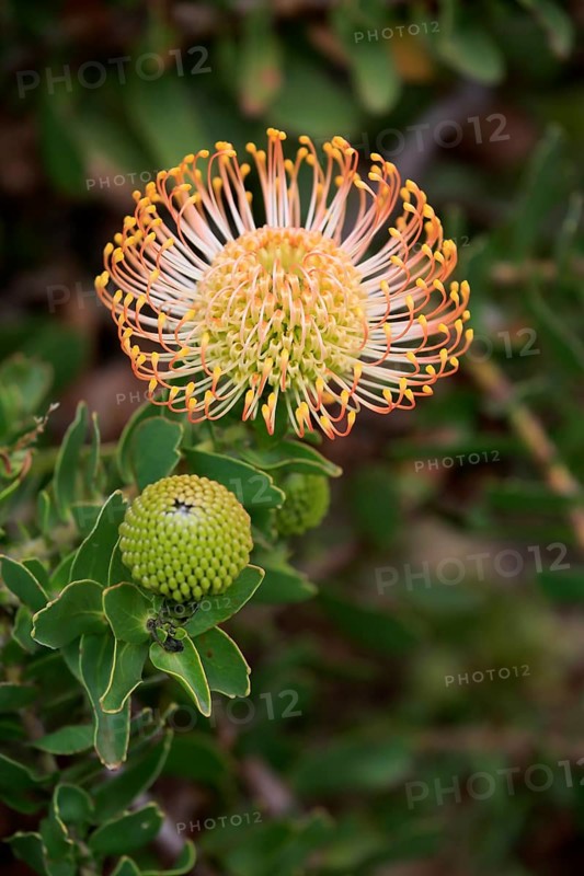 Pincuspid Protea